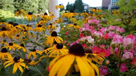 Unlocking the Secrets of the Magical Melody in Your Garden